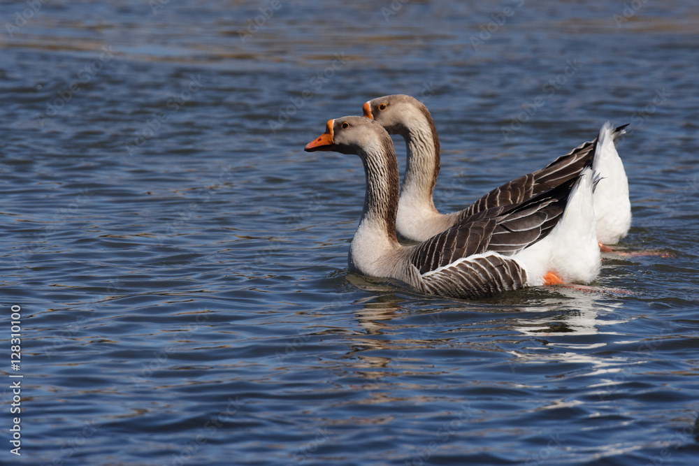 Domestic Goose, Cross Goose, Swan Goose and Greylag Goose hybrid Domestic Goose, Cross Goose, Swan Goose and Greylag Goose hybrid