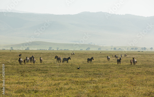 Incredible wildlife landscape in the african savanna © AlexRosu
