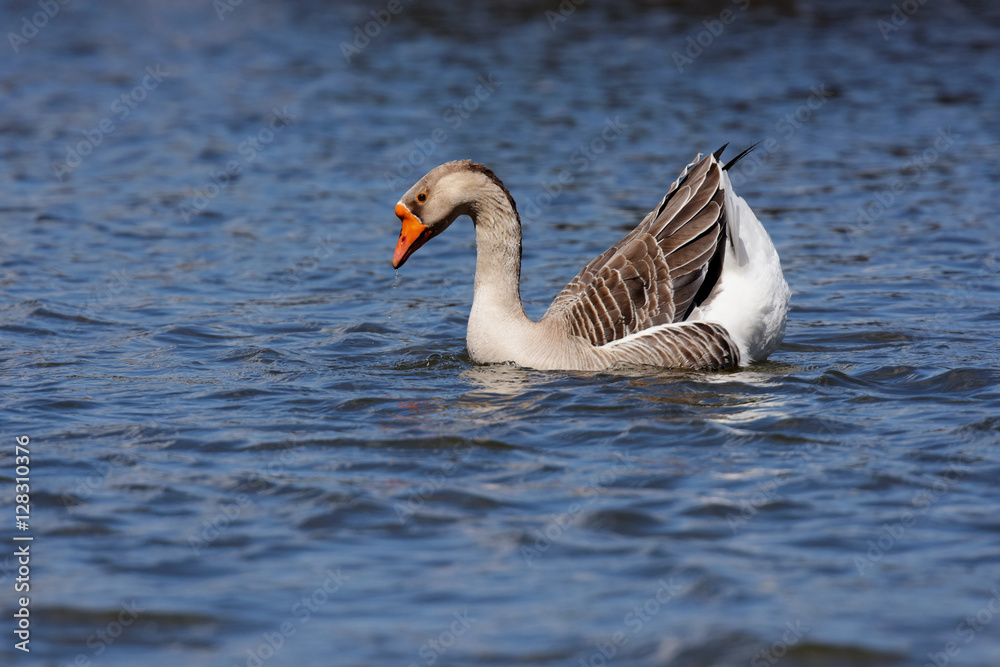 Fototapeta premium Domestic Goose, Cross Goose, Swan Goose and Greylag Goose hybrid