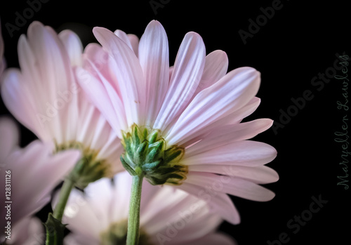 Daisy, petals, pink, gerber, soft