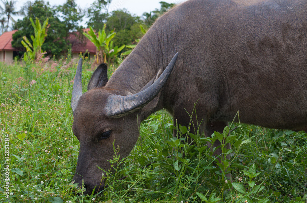 Obraz premium Thai buffalo