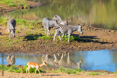 Herd of Zebras drinking from Shingwedzi river in the Kruger National Park, major travel destination in South Africa.