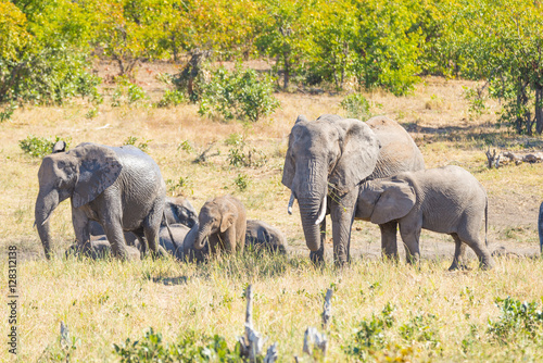 Herd of African Elephants playing with water and mud in the bush. Wildlife Safari in the Kruger National Park, the main travel destination in South Africa. photo