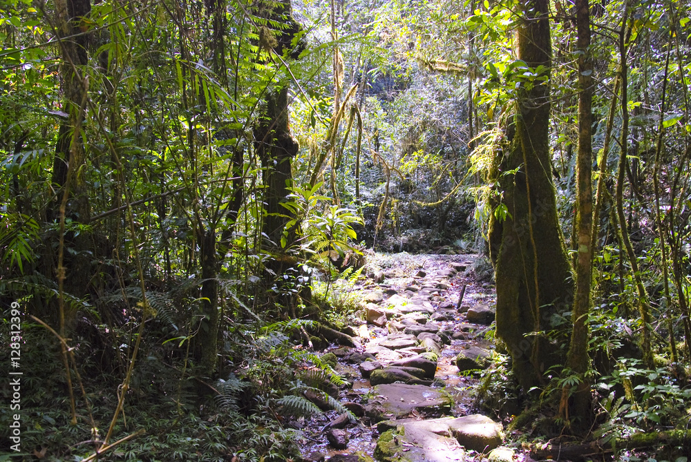 Ranamafana rainforest - Madagascar Ranamafana rainforest - Madagascar