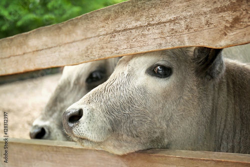 Cow, closeup © Africa Studio