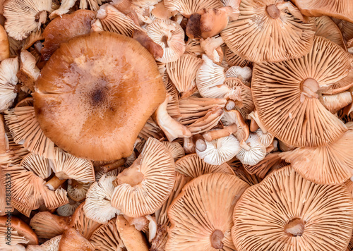 Group of Fresh Organic Mushrooms in Overhead Shot