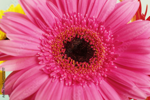 Beautiful pink gerbera flower, close up