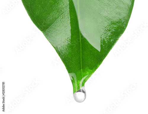 Canvastavla Essential oil dropping from green leaf isolated on white