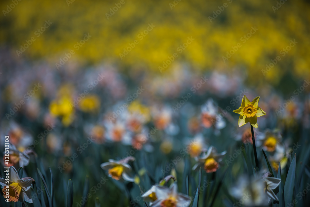 Daffodils Daffodils