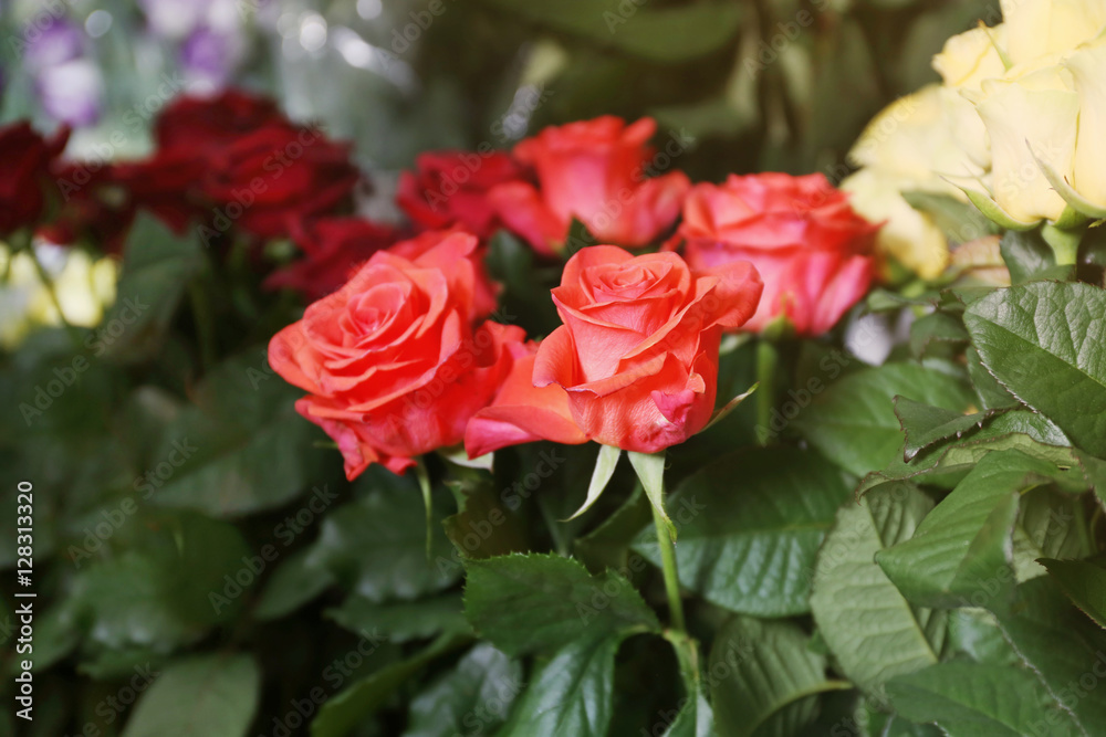 Fresh roses at floral shop, closeup Fresh roses at floral shop, closeup