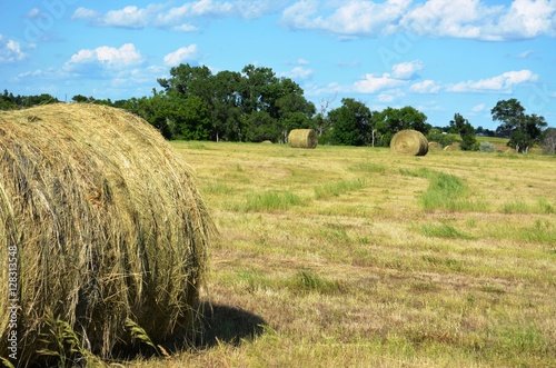 Rolls of hay in s field after the harvest on a sunny day