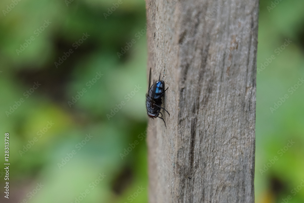 Large black fly on a blackboard. Insect Diptera Large black fly on a blackboard. Insect Diptera