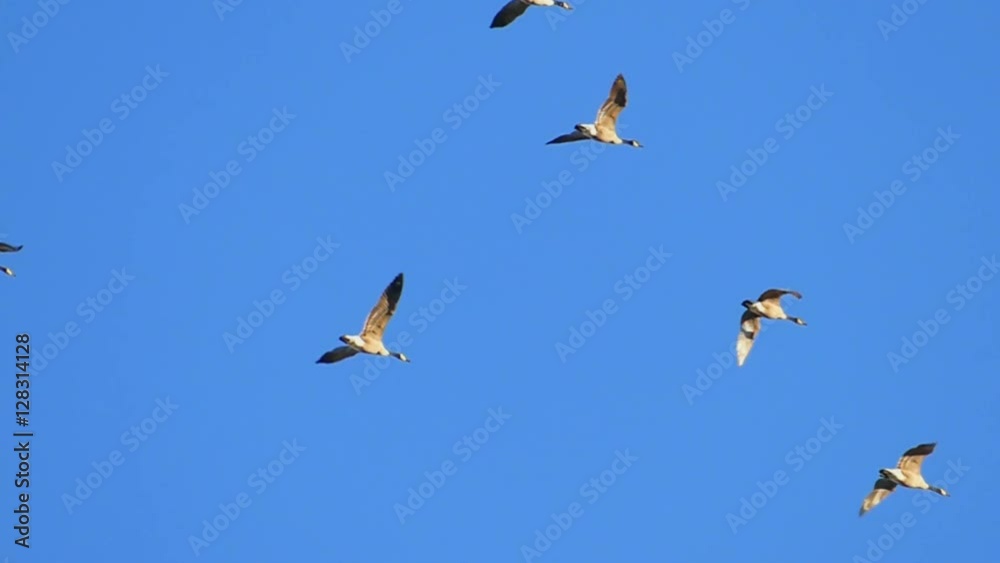 Flock of Graceful Canadian Geese Flying in Slow Motion.
Flock of Graceful Canadian Geese Flying in Slow Motion.