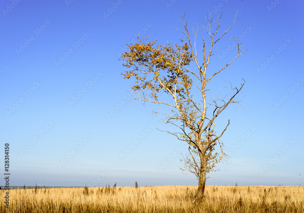 Single Tree in Barren Landscape Background