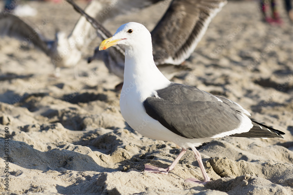 Obraz premium The bird is on the beach. Portrait of large gull is on the background of the sandy beach.
