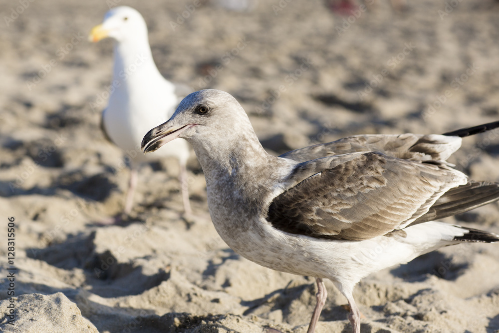 The bird is on the beach. Portrait of large gull is on the background of the sandy beach. The bird is on the beach. Portrait of large gull is on the background of the sandy beach.