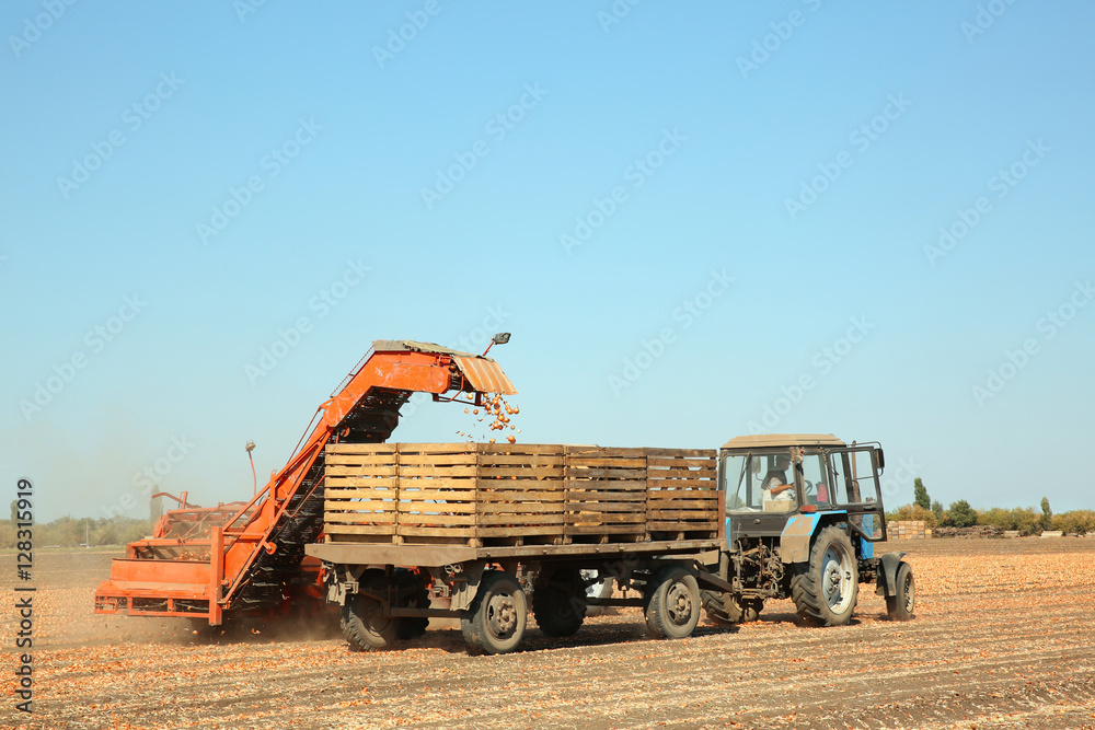 Fototapeta premium Onion harvesting with modern agricultural equipment in field