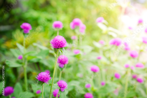 Globe amaranth or Gomphrena globosa flower in the garden