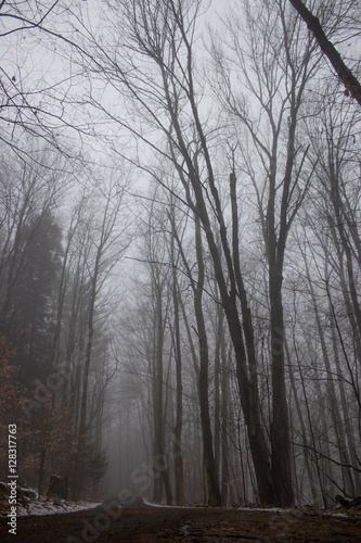 Dirt Road through Foggy Forest