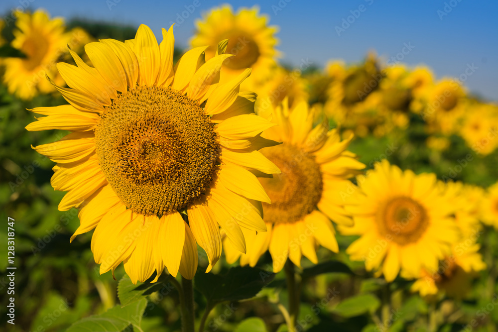 bright sunflowers