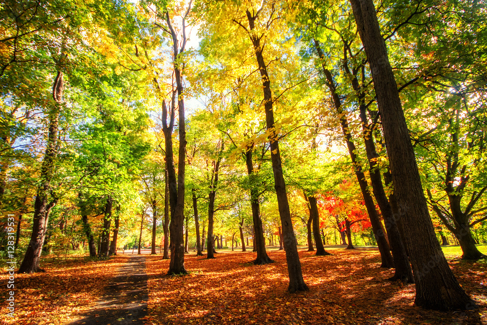 Fototapeta premium Beautiful colorful Autumn leaves in Rochester City of New York.,