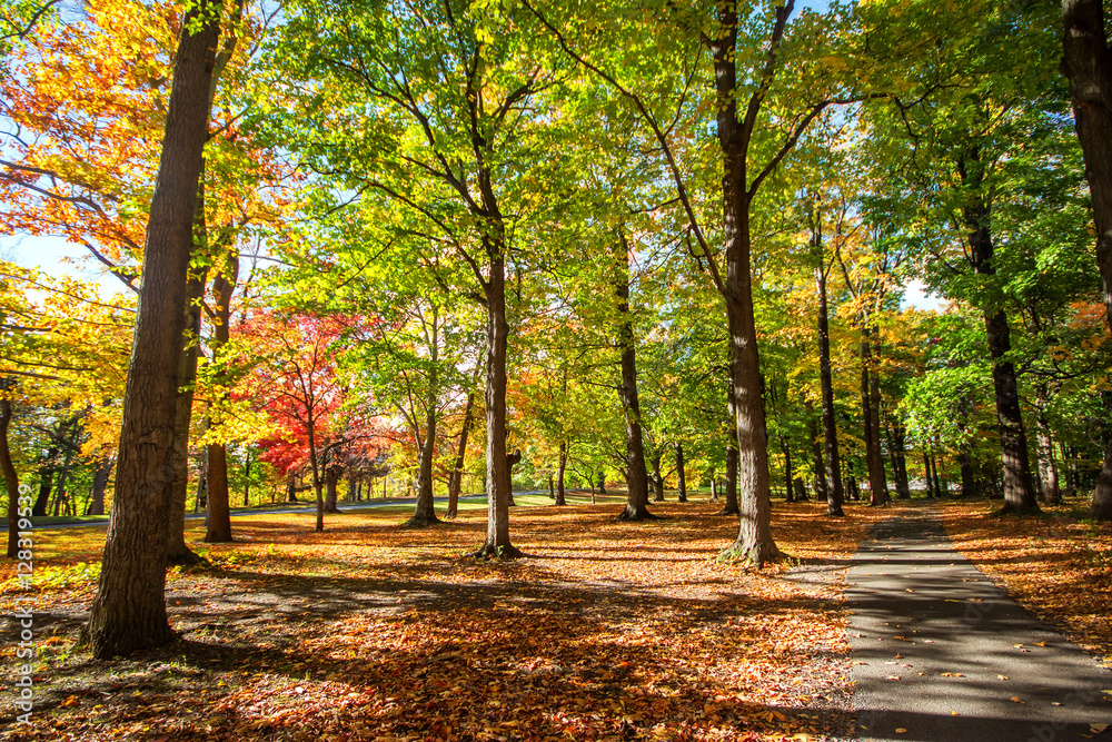 Naklejka premium Beautiful colorful Autumn leaves in Rochester City of New York.,