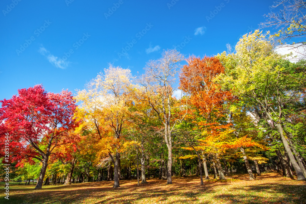 Beautiful colorful Autumn leaves in Rochester City of New York., Beautiful colorful Autumn leaves in Rochester City of New York.,