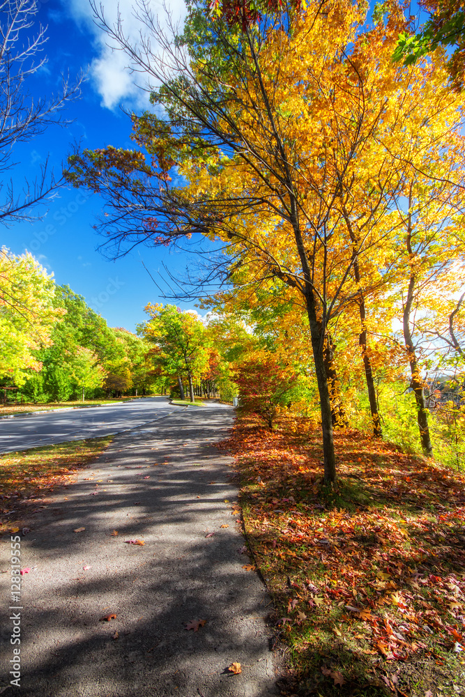 Beautiful colorful Autumn leaves in Rochester City of New York., Beautiful colorful Autumn leaves in Rochester City of New York.,