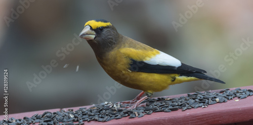 Yellow branded Evening Grosbeak (Coccothraustes vespertinus)  on a deck having seed lunch. Heavyset finch in northern coniferous forests, adds splash of color to winter bird feeders every few years. © valleyboi63
