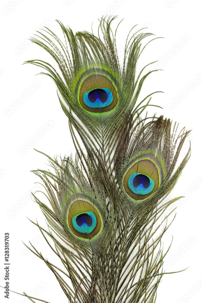 Obraz premium peacock feather on white background