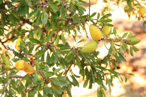 Argan tree in Morocco