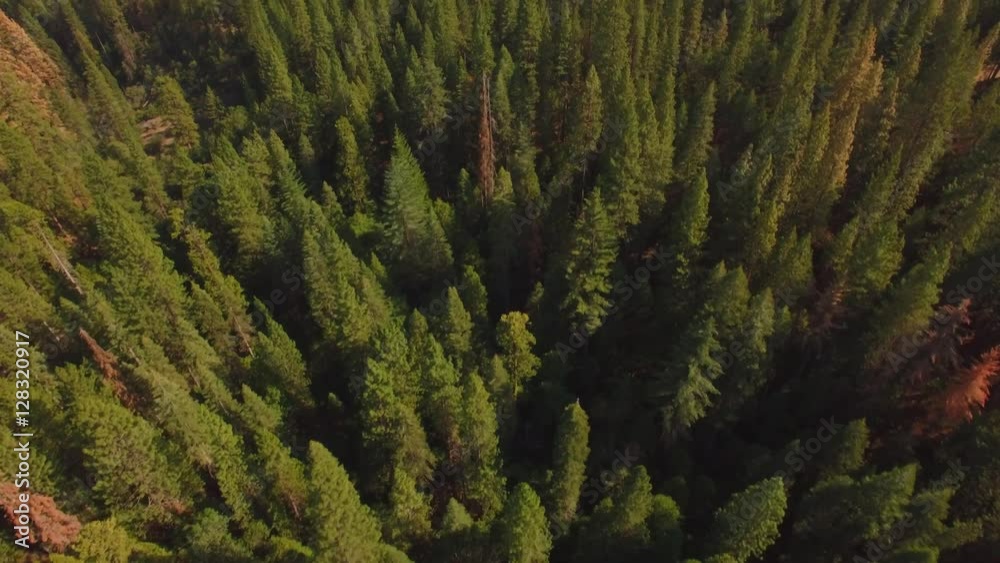 Aerial shot flying over the Sierra national forest. Starts birdeye pointing down, then pans up to reveal the horizon. Few brown trees among the green. Hills in the distance. Outside Yosemite Park. 