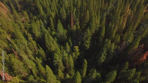 Aerial shot flying over the Sierra national forest. Starts birdeye pointing down, then pans up to reveal the horizon. Few brown trees among the green. Hills in the distance. Outside Yosemite Park. 