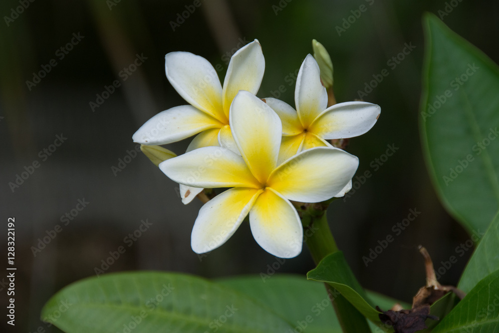 Fototapeta premium Flowers