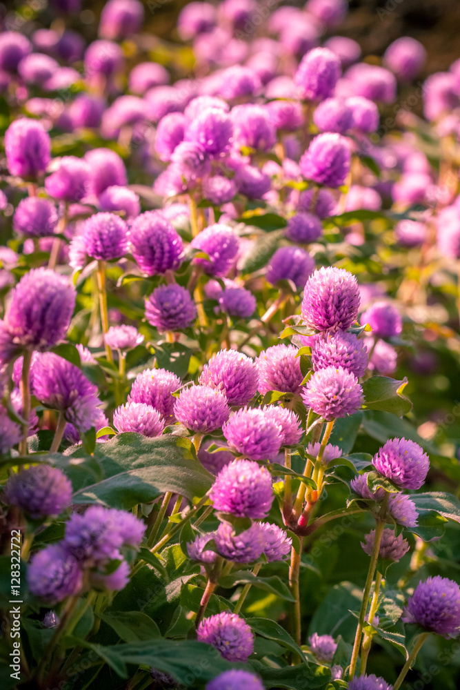Flowers background. Flowers background.