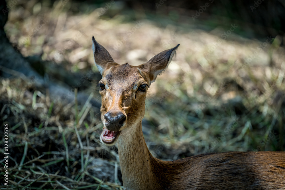 Image of Eld's deer Image of Eld's deer