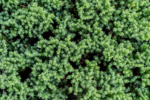 Creeping Juniper, Leaves wall