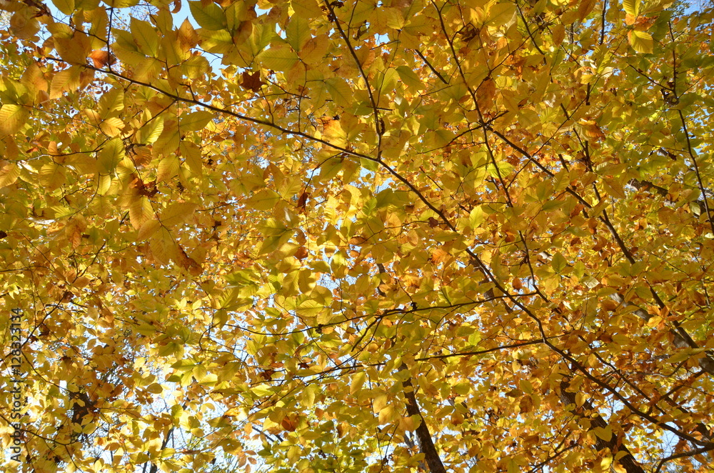 Fall Foliage with bright yellow leaves Fall Foliage with bright yellow leaves