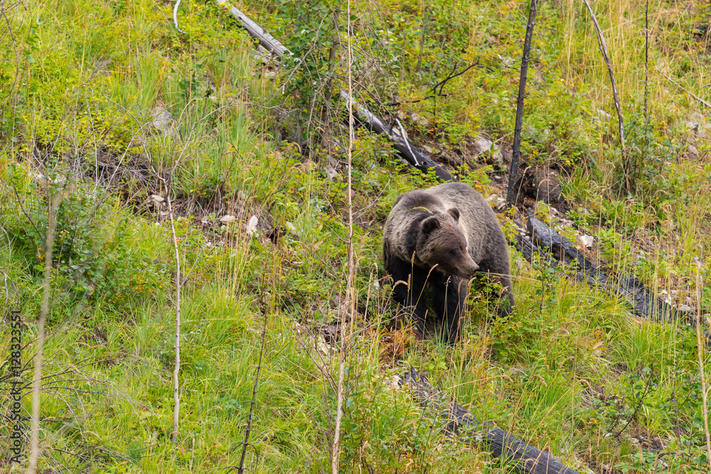 Obraz premium Wild Grizzly Bear in Banff National Park in the Canadian Rocky Mountains