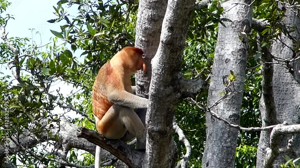 Male Proboscis monkey (Nasalis larvatus) sitting on a tree in Labuk Bay ...