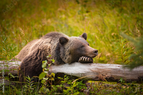 Wild Grizzly Bear sleeping on a log in Banff National Park in the Canadian Rocky Mountains