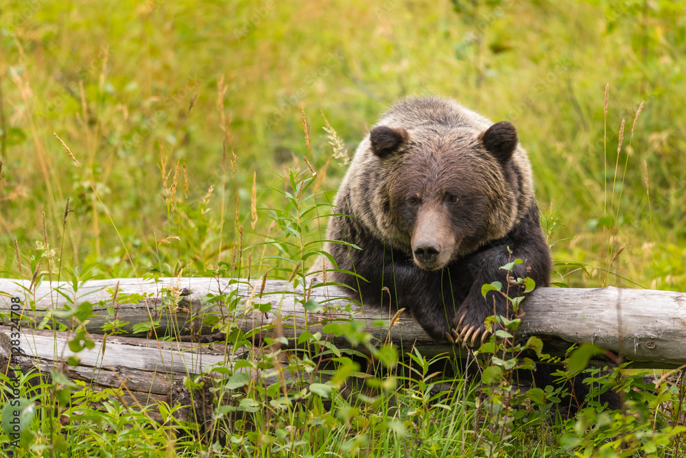 Fototapeta premium Wild Grizzly Bear in Banff National Park in the Canadian Rocky Mountains