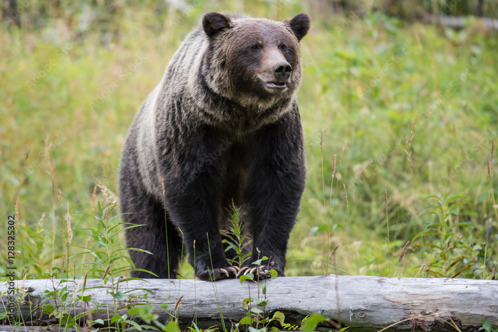 Wild Grizzly Bear in Banff National Park in the Canadian Rocky Mountains Wild Grizzly Bear in Banff National Park in the Canadian Rocky Mountains