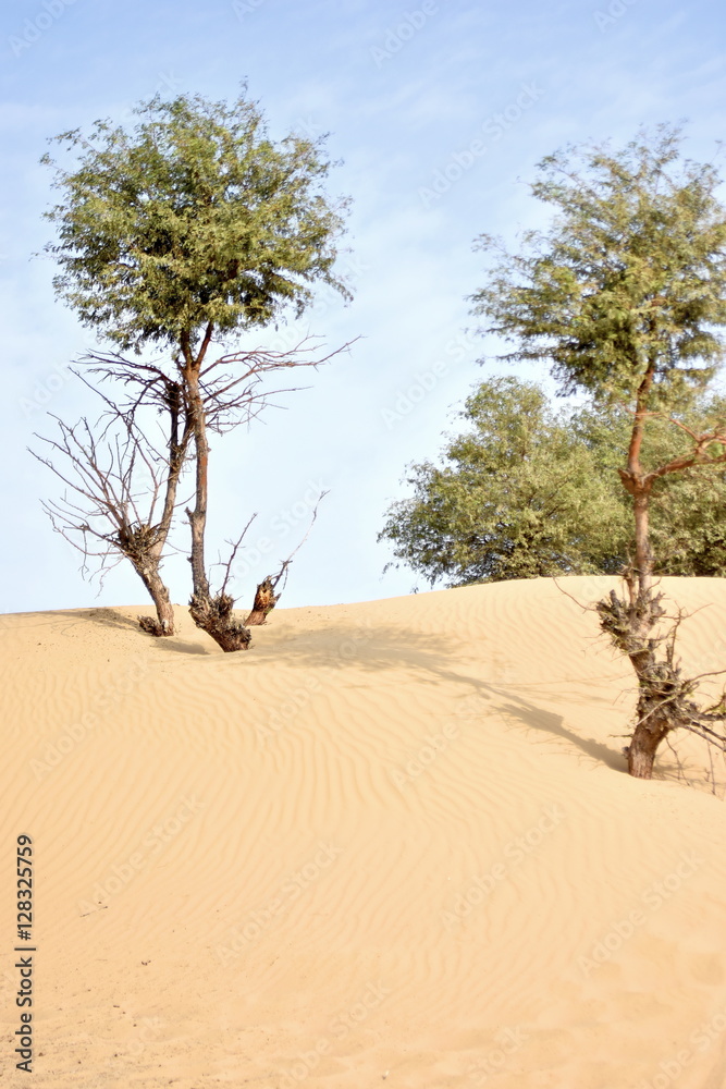 Trees on desert around Dubai with dunes, United Arab Emirates