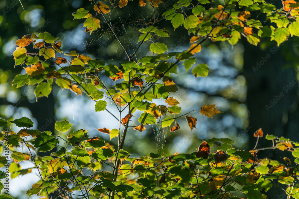 Tree branches in autumn forest. Natural background. Tree branches in autumn forest. Natural background.