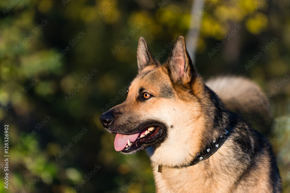 Farm Dog