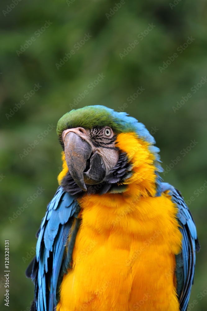 Blue-and-yellow Macaw (Ara ararauna)