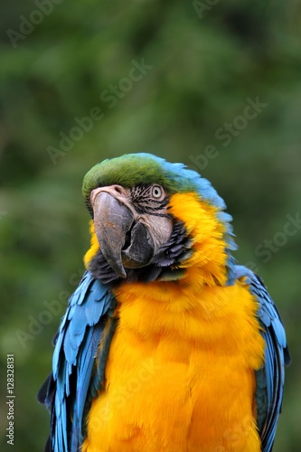 Blue-and-yellow Macaw (Ara ararauna)