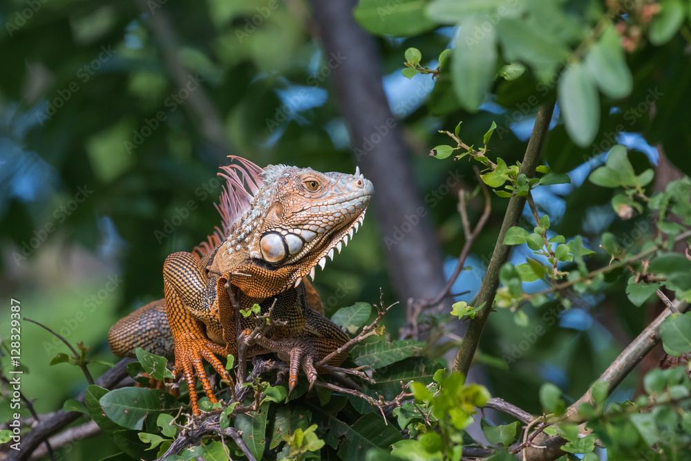 Obraz premium Green Iguana, Tavernier, Key Largo, Florida