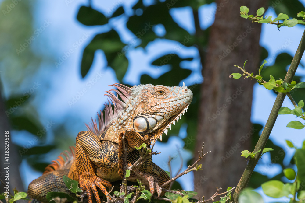 Green Iguana, Tavernier, Key Largo, Florida Green Iguana, Tavernier, Key Largo, Florida